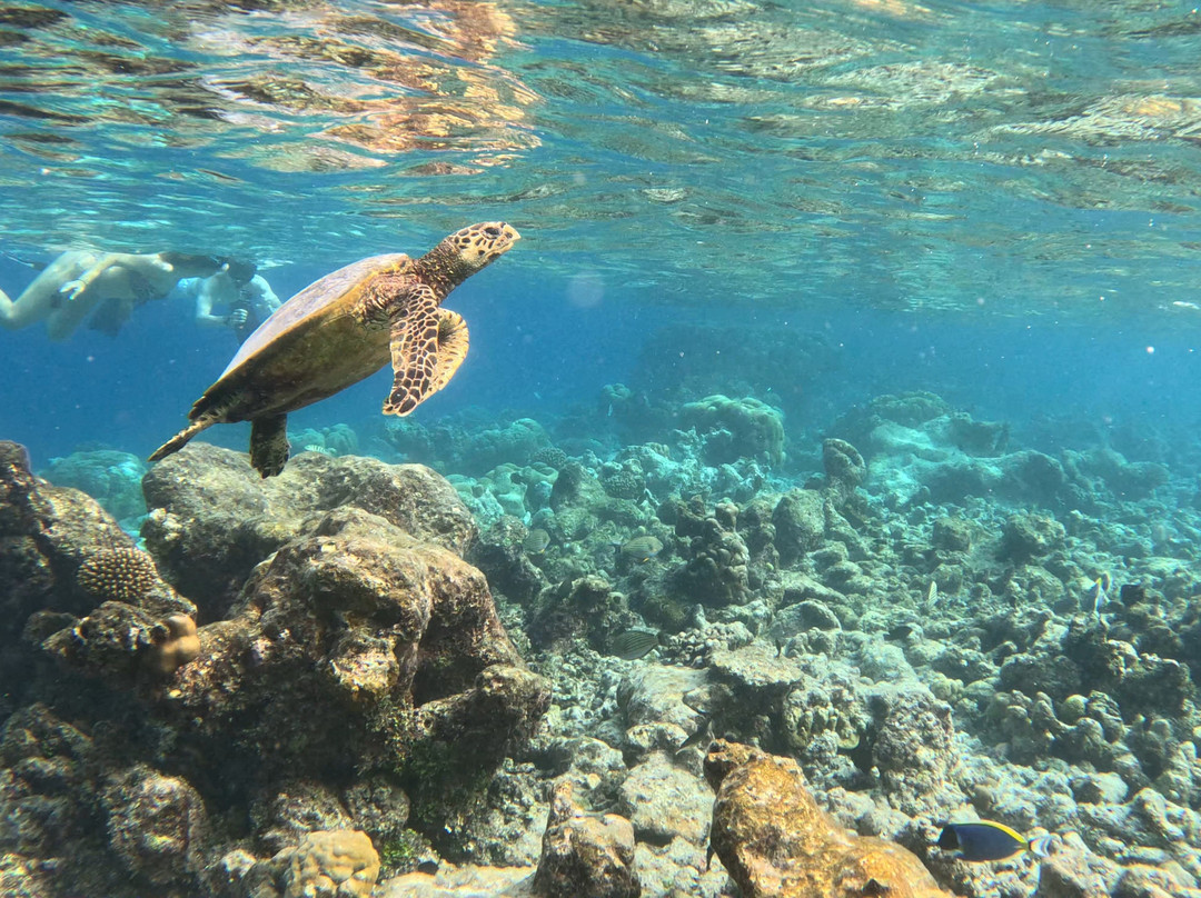 One The Island主图