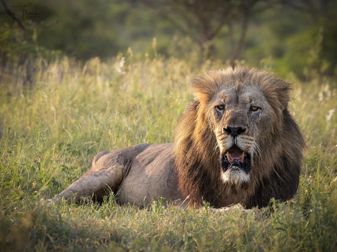 Zimanga Private Game Reserve-莫库斯必去景点