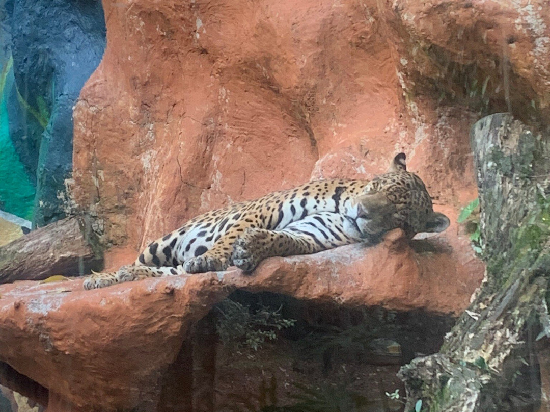 Bioparque Los Ocarros景点图片