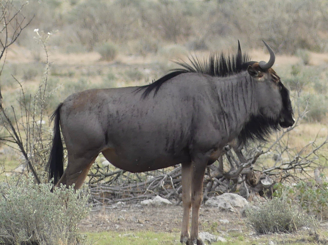Safari In Etosha national park with yavola tours, Namibia-Okaukuejo必去景点
