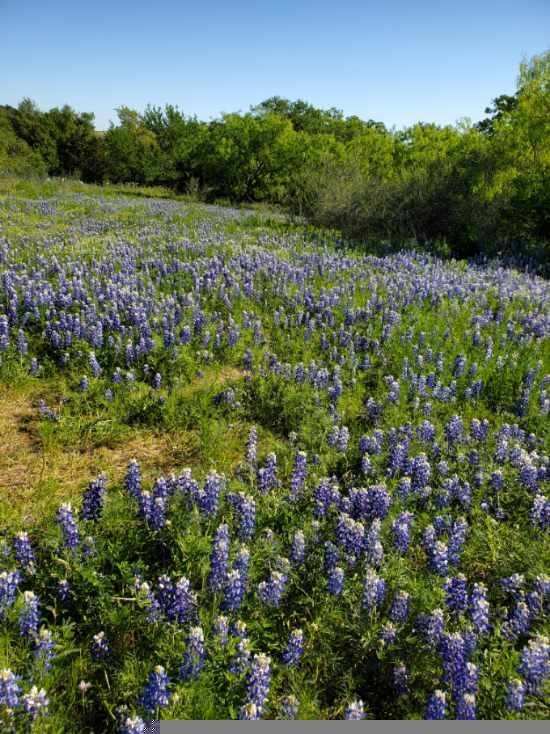 Willow City Loop-弗雷德里克斯堡必去景点