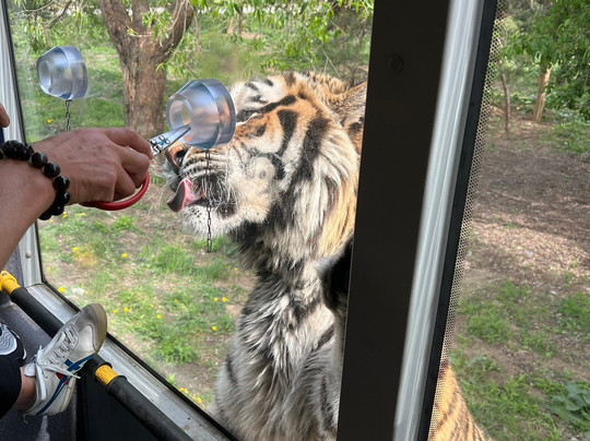 东北虎林园-哈尔滨市必去景点