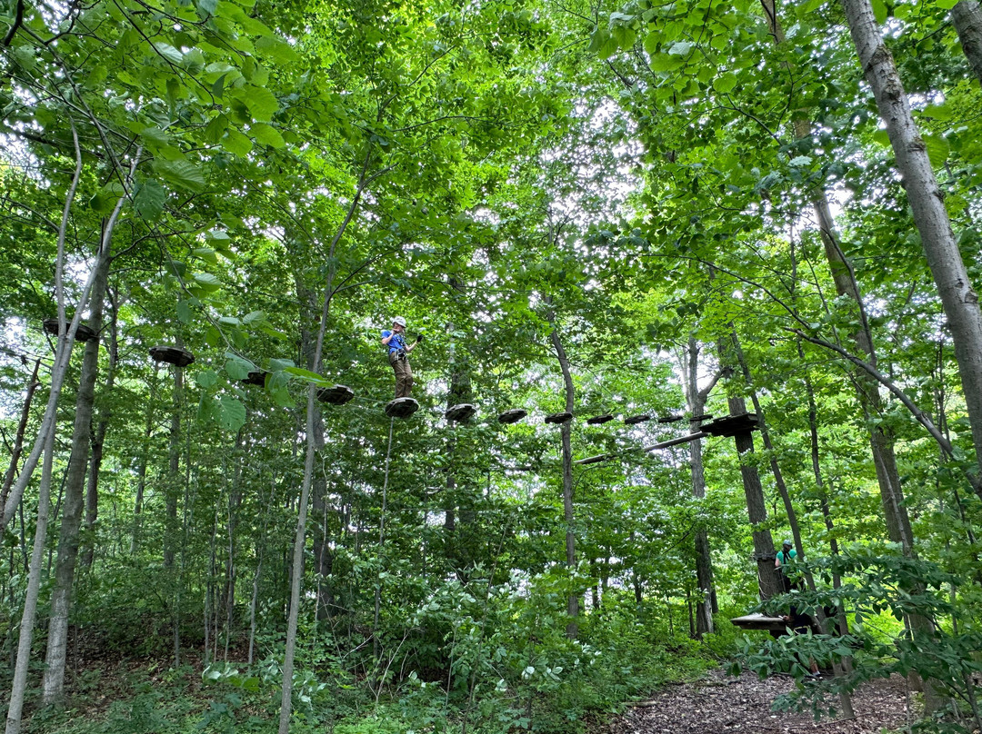 Treetop Trekking Hamilton景点图片