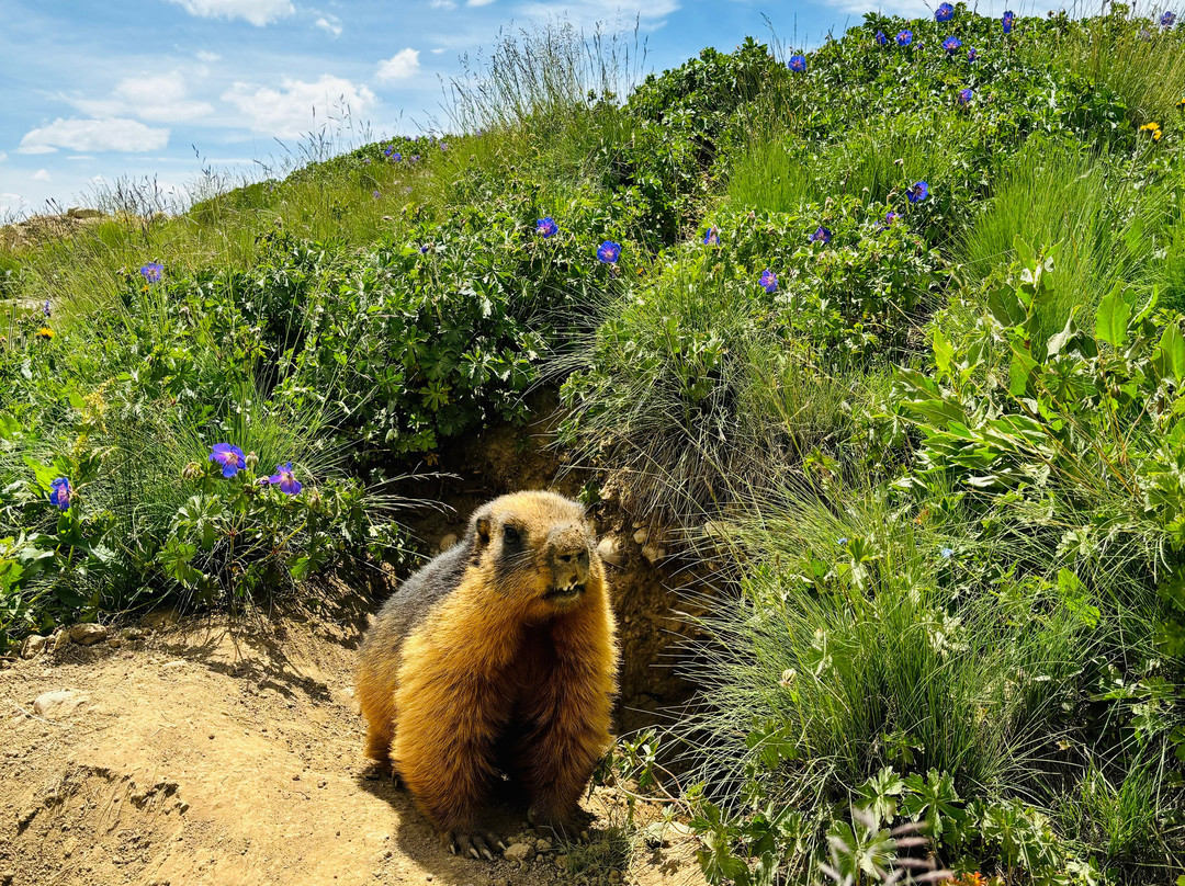 Deosai National Park-Skardu必去景点