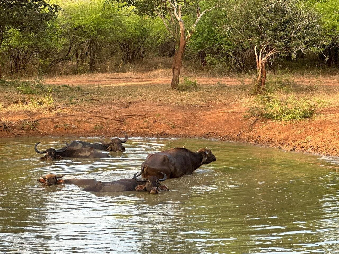 Yala Safari Tours景点图片
