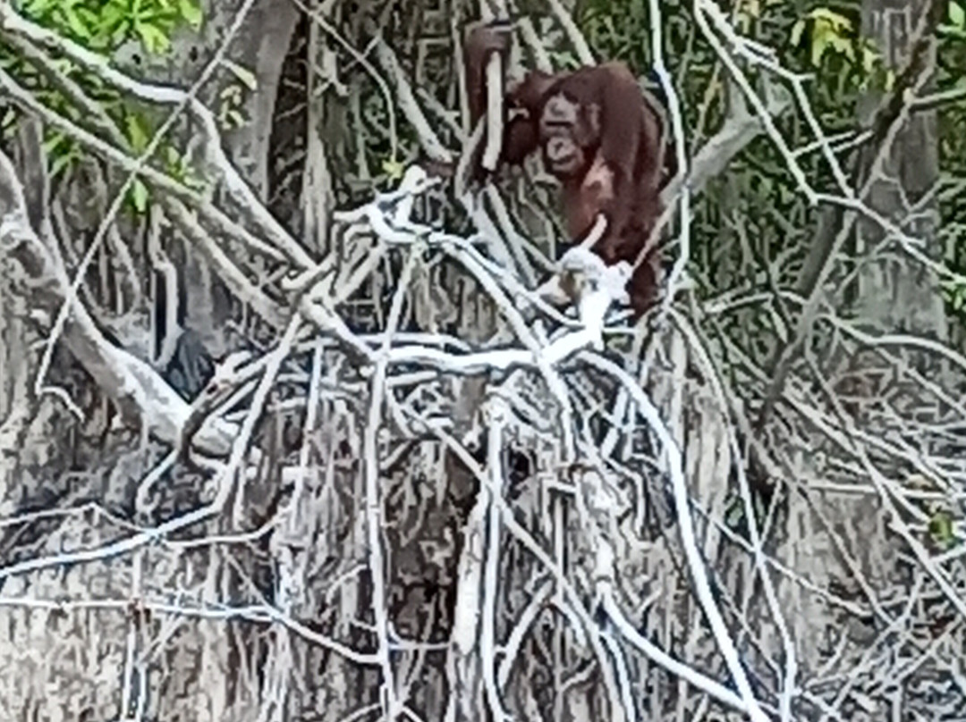 Borneo Escape-帕朗卡拉亚必去景点