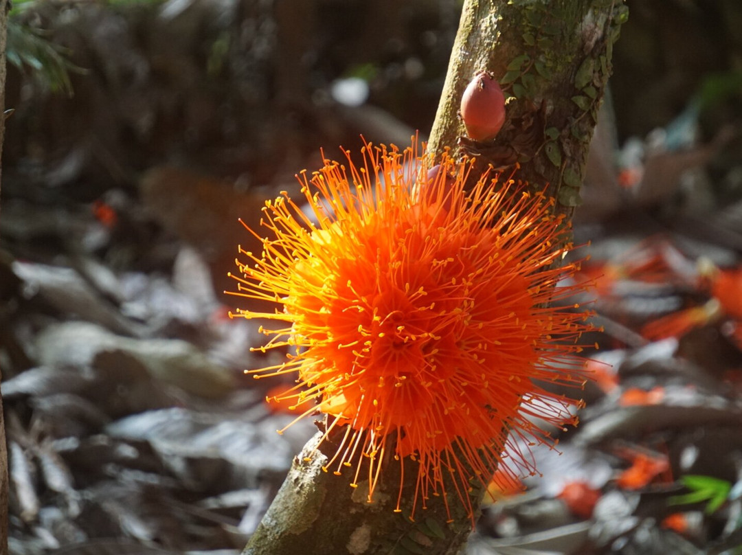 Selva Verde Tours景点图片