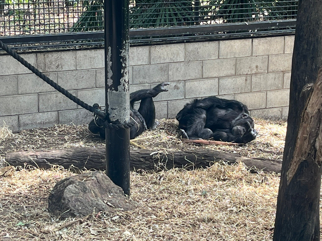 Rockhampton Zoo-罗克汉普顿必去景点