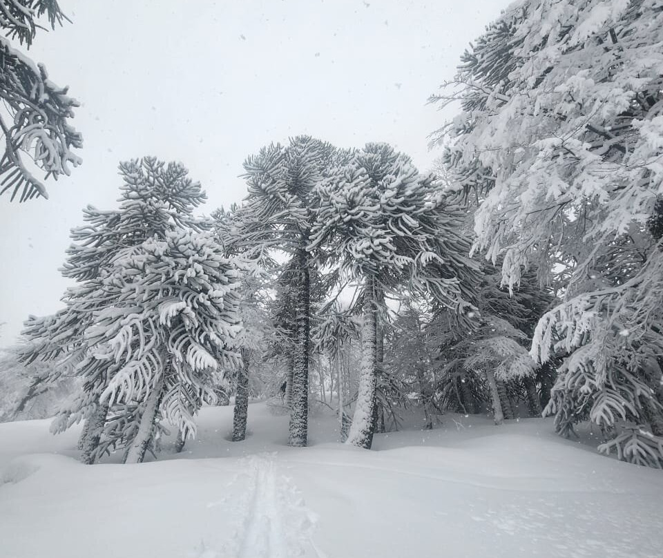 Javier Embry - Mountain Guide-Malalcahuello必去景点