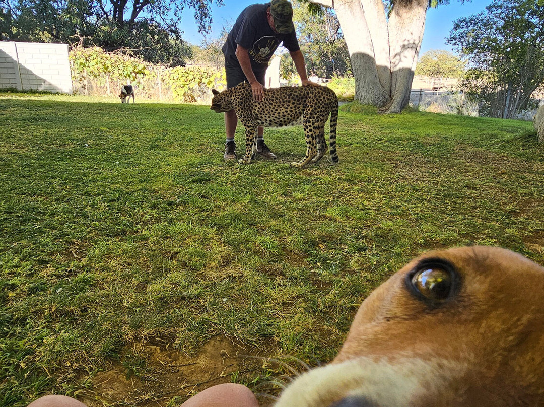 Otjitotongwe Cheetah Park-Kamanjab必去景点