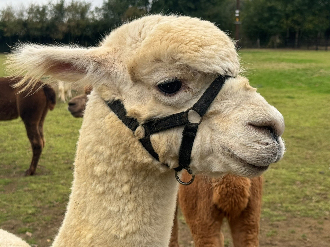 Butterwick Alpaca Retreat and Trekking景点图片
