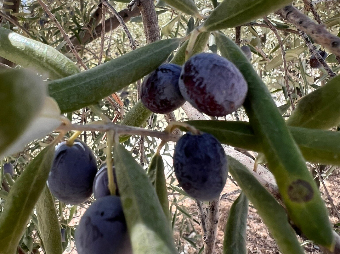 Karnas Vineyards景点图片
