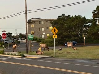 坎农比奇酒店住宿-威赛德旅馆