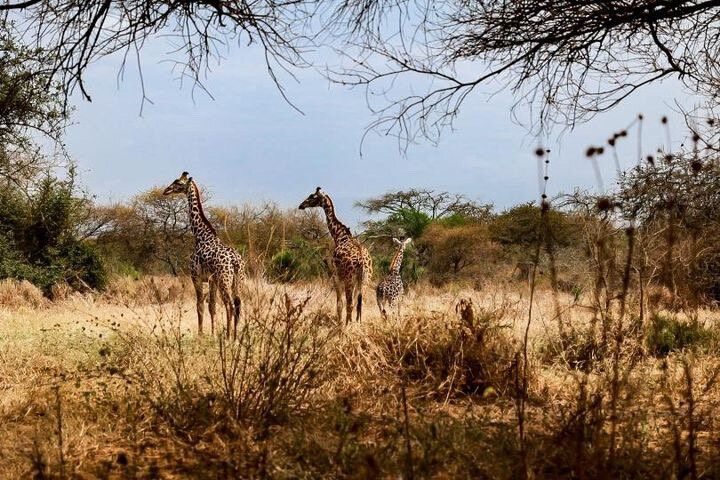 Arusha Giraffe Centre-阿鲁沙必去景点