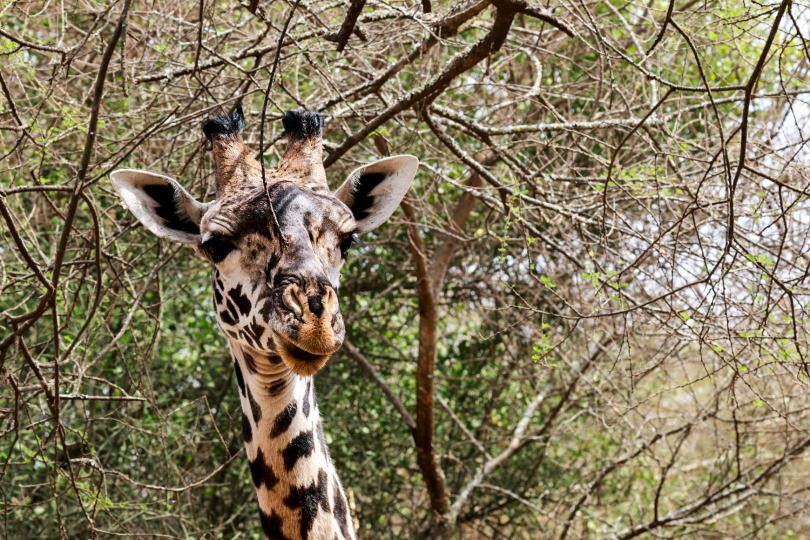 Arusha Giraffe Centre-阿鲁沙必去景点