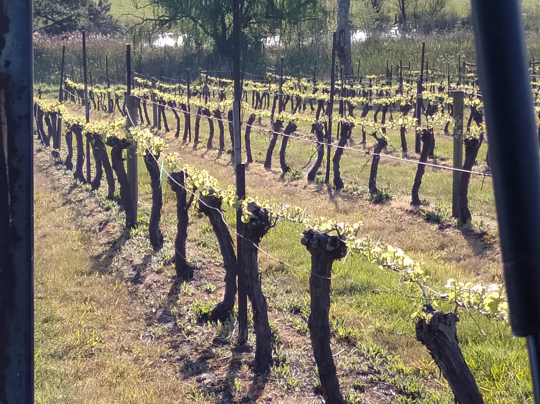 Cosmo Wines景点图片