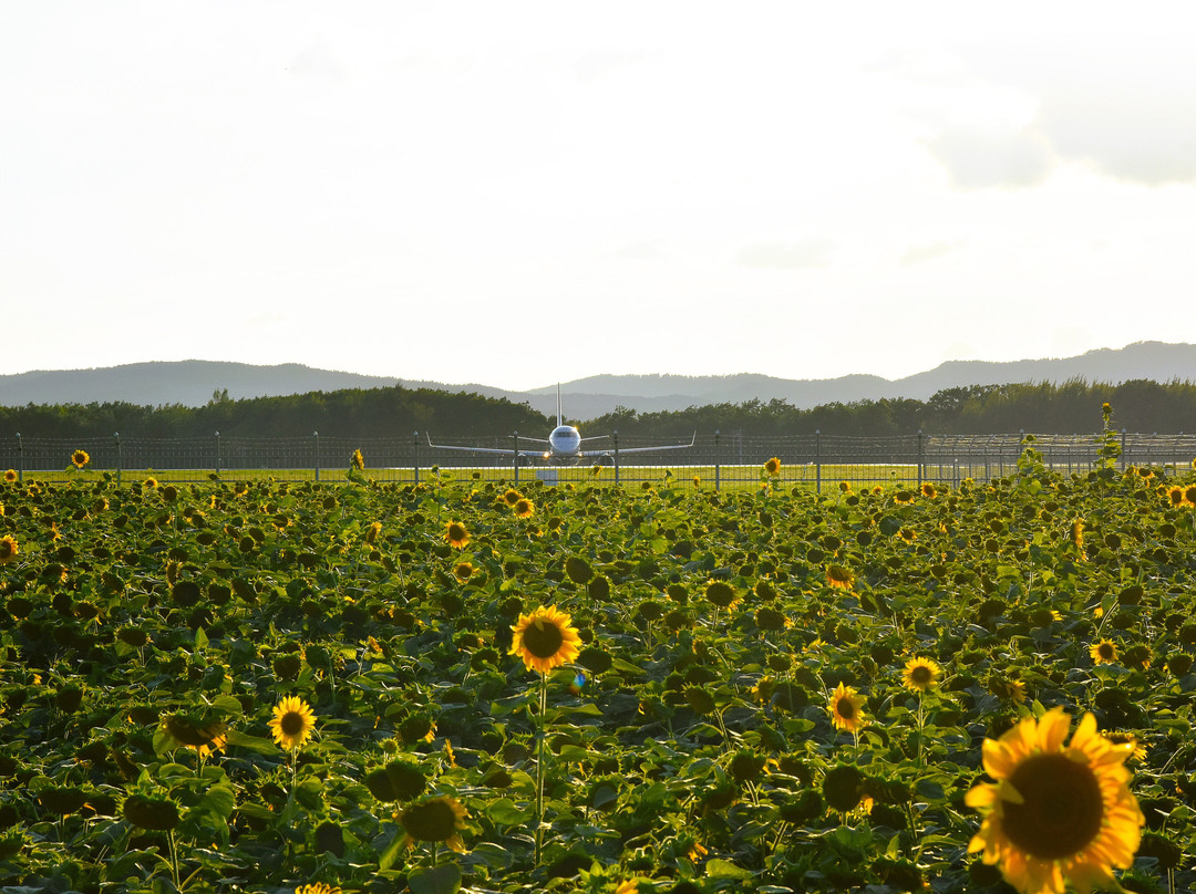 大空町 向日葵花田-大空町必去景点