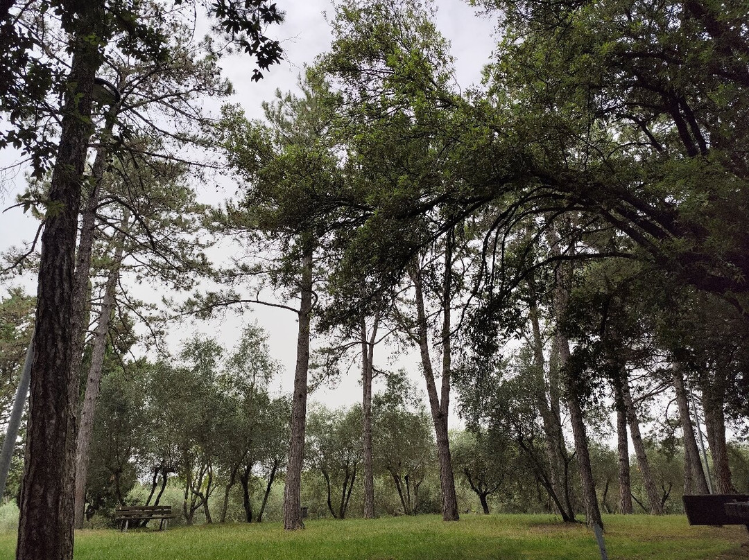 Parco Colle del Pionta景点图片