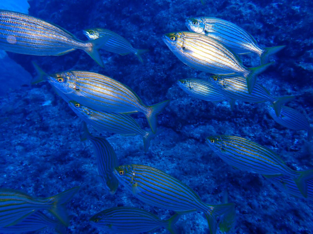 Dwejra Divers-圣劳伦斯必去景点