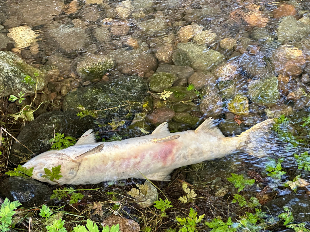 Weaver Creek Spawning Channel Recreation Site-阿加斯市必去景点