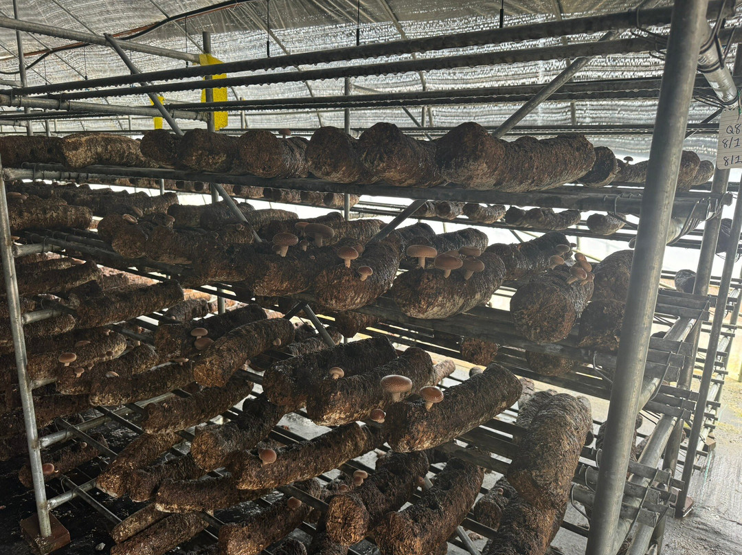 Ellijay Mushrooms - Farm Store