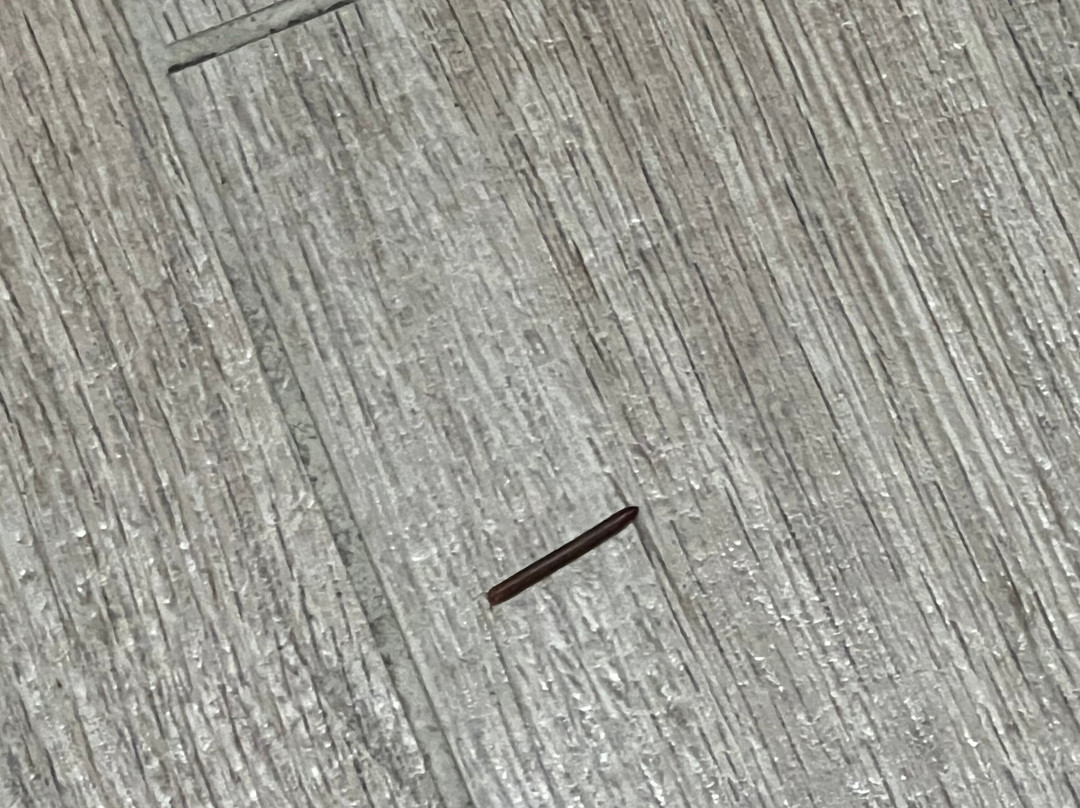 Hampton Inn Orlando-maingate South主图