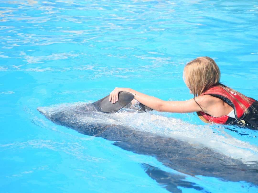 Dolphina Park-沙姆沙伊赫必去景点