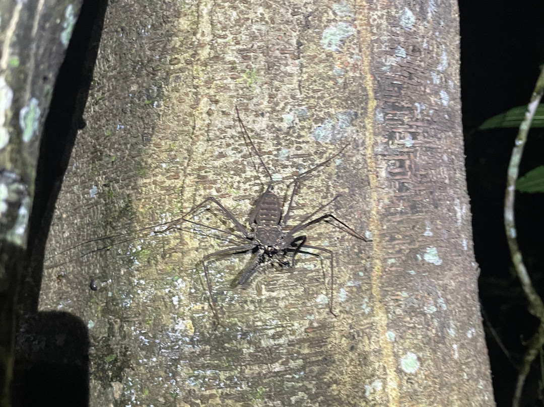 Jungle Jim Tours-伊基托斯必去景点