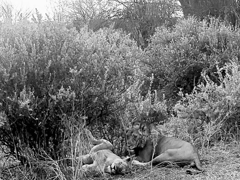 Tusafiri Adventures LTD-阿鲁沙必去景点