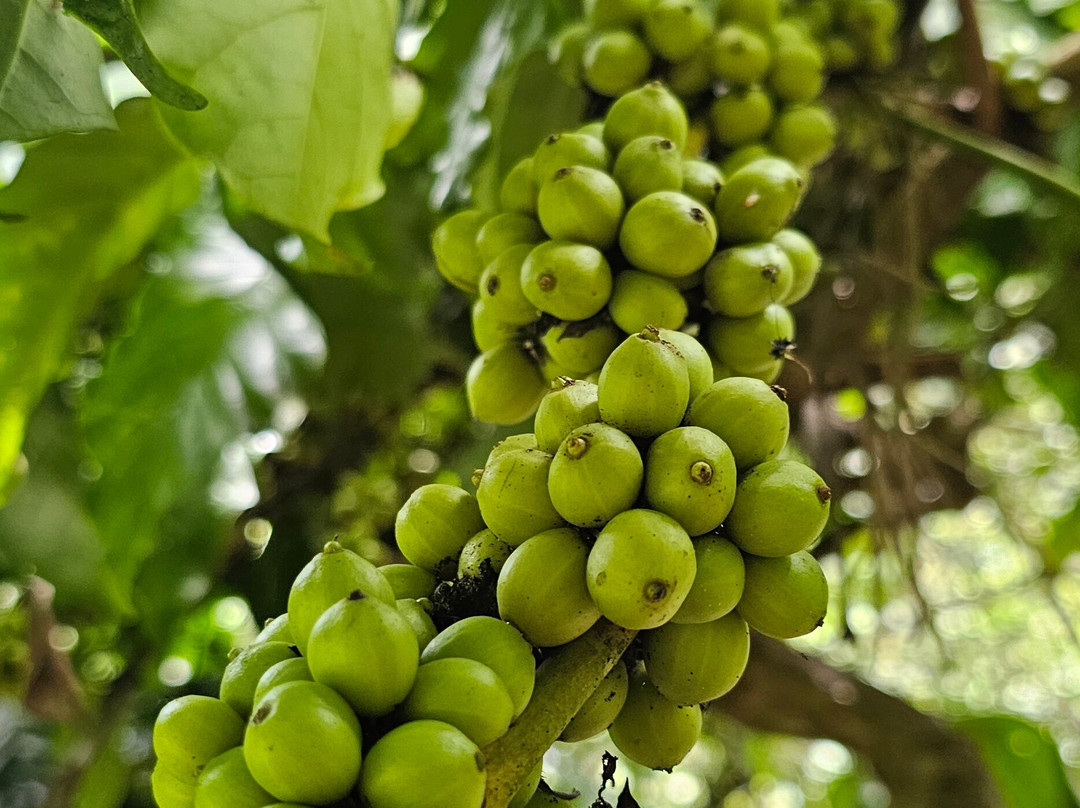 Kaapi Nele景点图片
