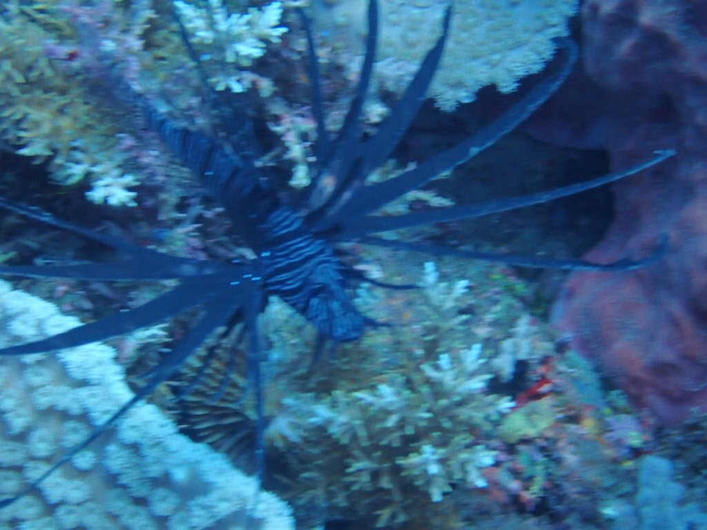 文图拉潜水中心-岛印必去景点