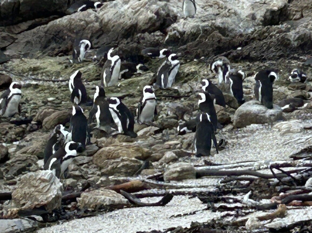 Stony Point Nature Reserve-Betty's Bay必去景点