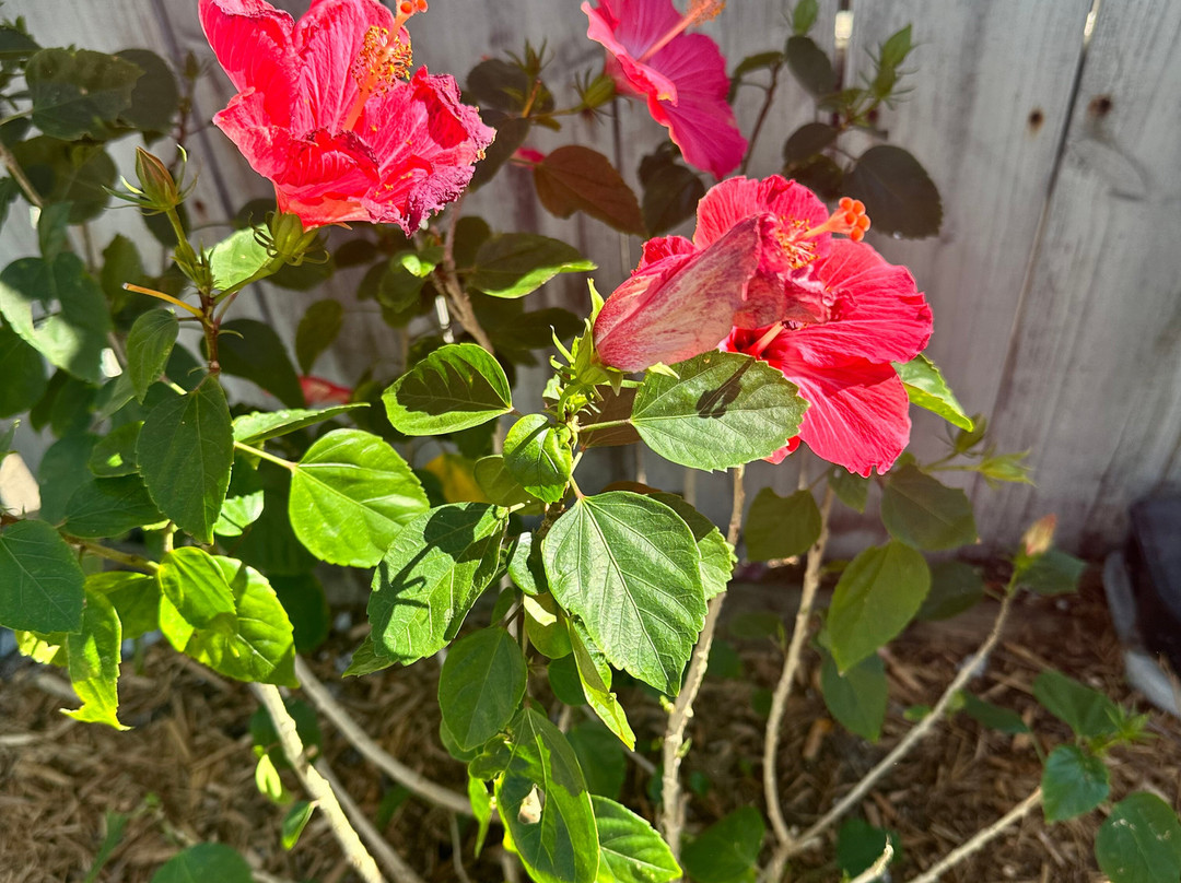 Lazy Dog Adventures-基韦斯特必去景点