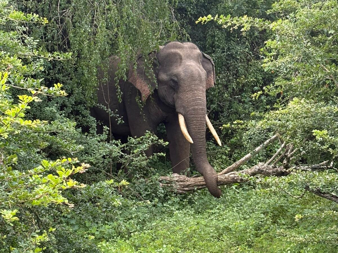 Yala Shenu Safari Tours & Taxi Service-蒂瑟默哈拉默必去景点