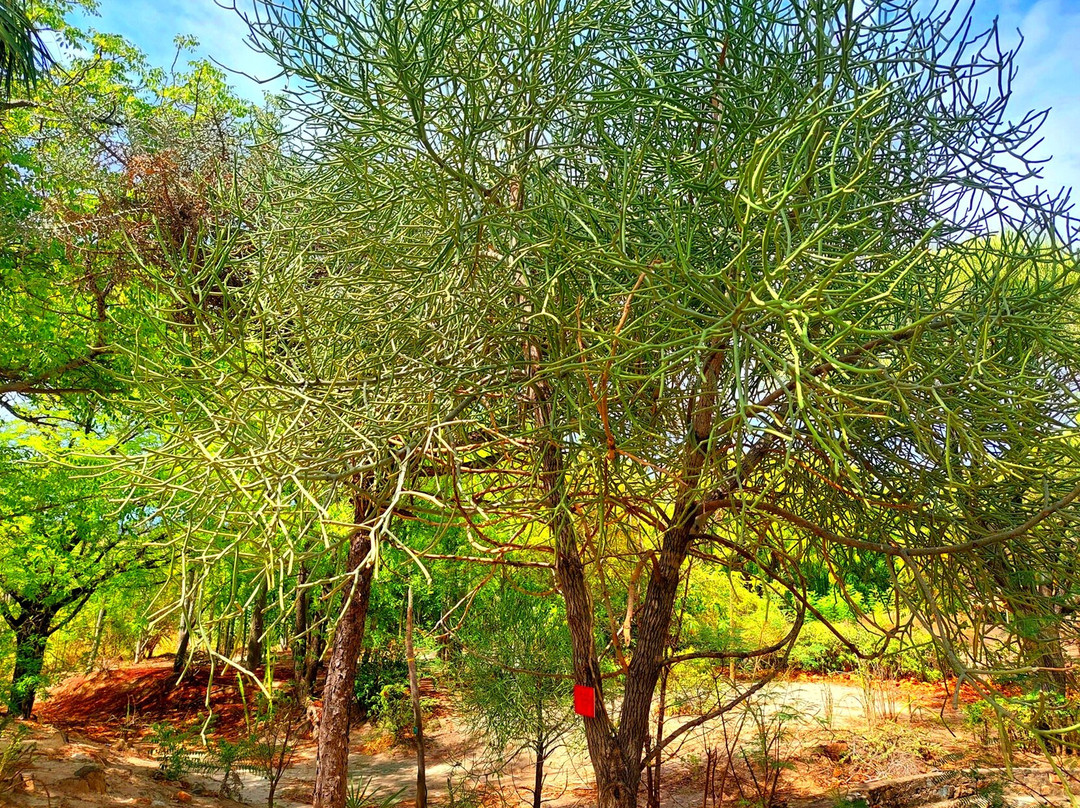 Arboretum of Ranopiso景点图片