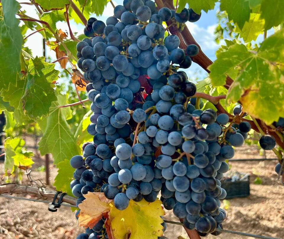 Il Vigneto Bed And Breakfast主图