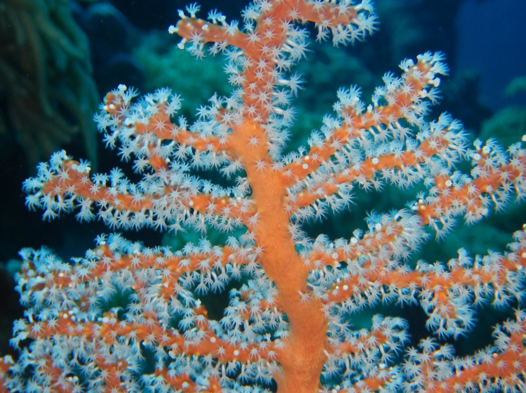 Cocos Dive Day Trips-科科斯（基林）群岛必去景点