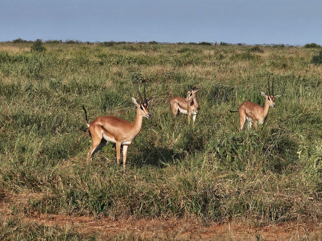 Msherembe Safaris And Travel-Voi必去景点
