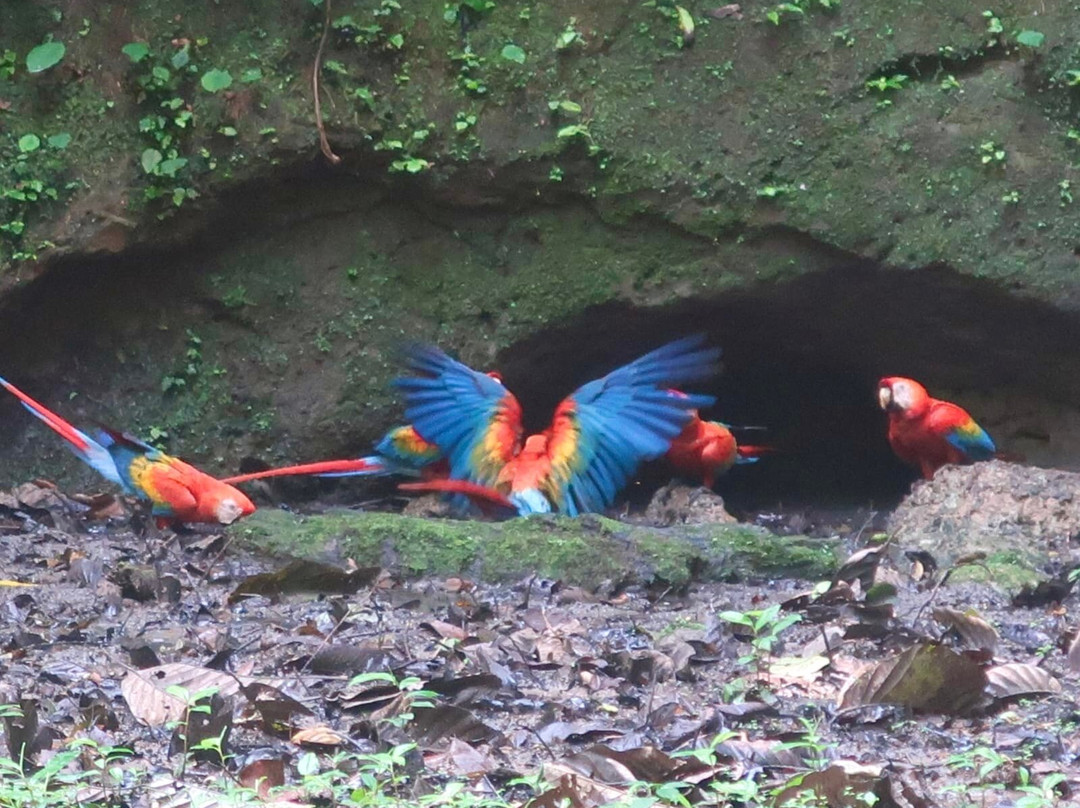 Henry Eco Tours-Coca必去景点