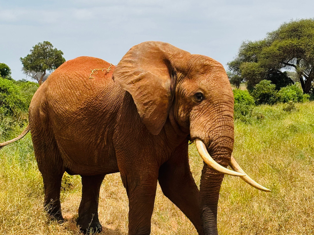 Giornale Kenya Safari - Day Tours-瓦塔木必去景点