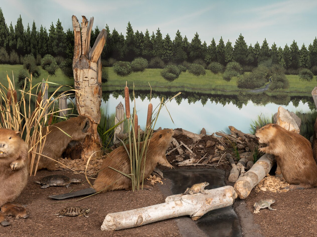 Bryce Wildlife Adventure-布莱斯必去景点