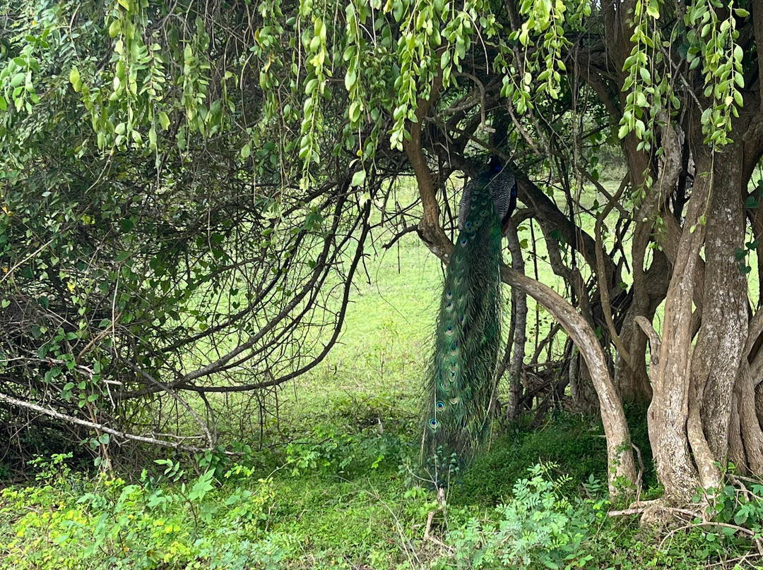 Yala National Park景点图片
