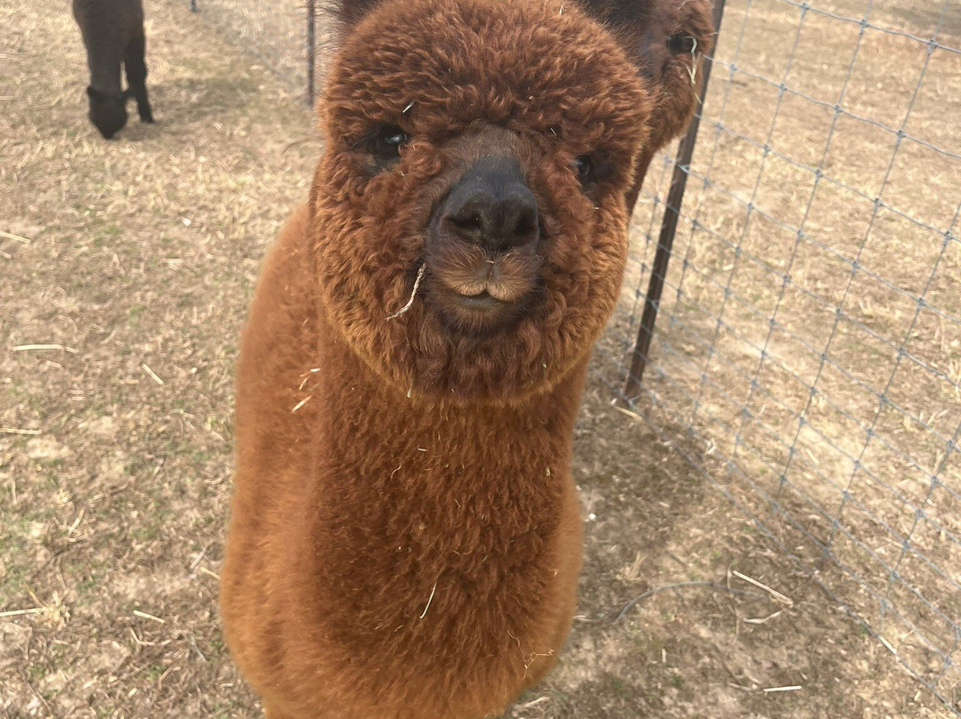 Misty Pond Alpaca Farm & Store-帕迪尤卡必去景点