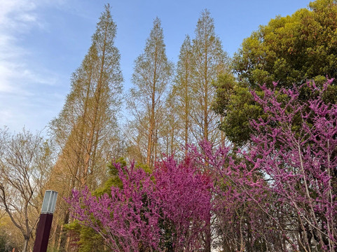 顾村公园 -上海市必去景点