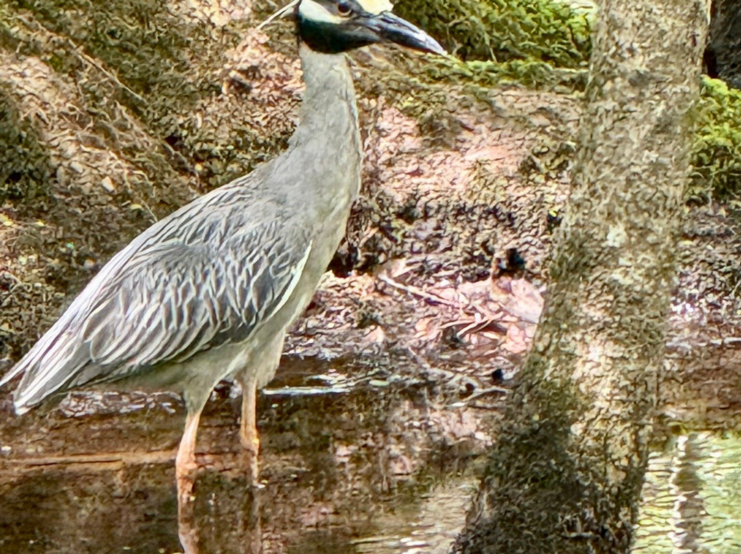 Audubon Center at Beidler Forest景点图片