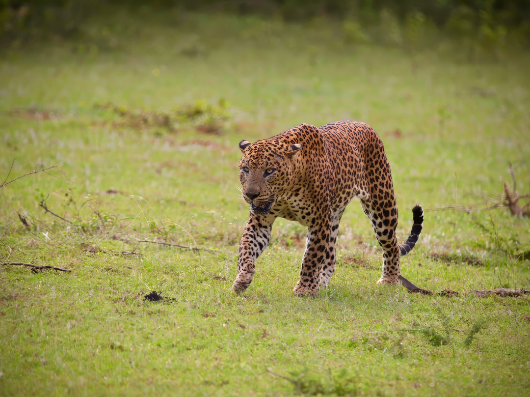 Lunugamvehera National Park By Wild Trails Safari景点图片