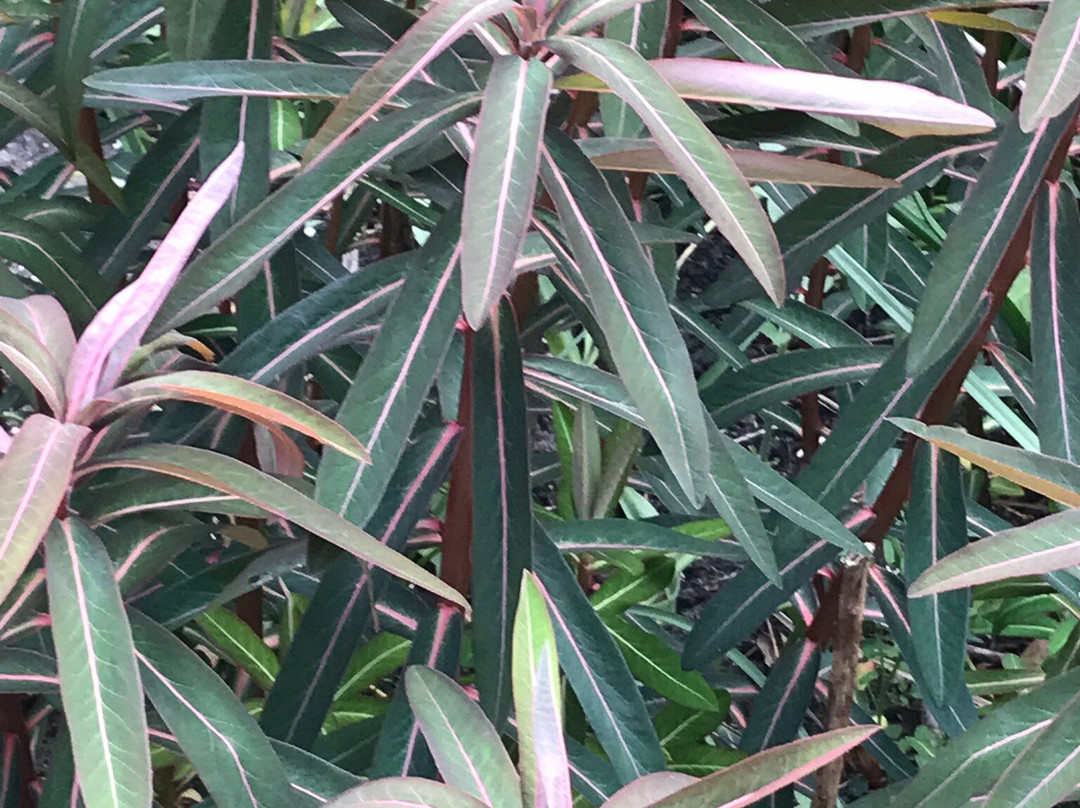Coen Jansen Vaste Planten-Dalfsen必去景点