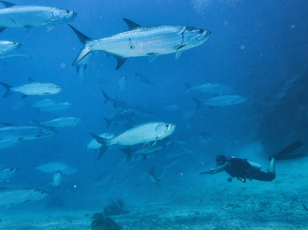 Diving Xcalak-Xcalak必去景点