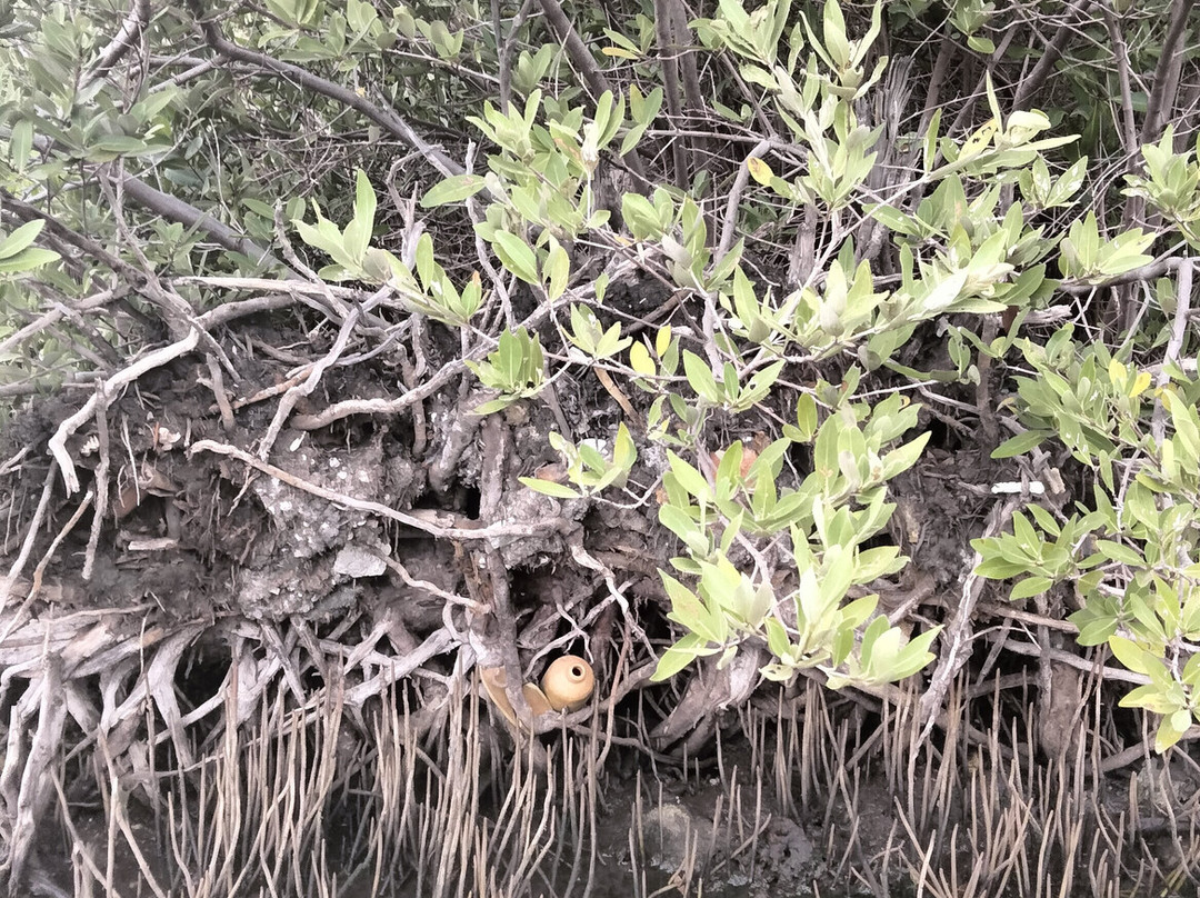 Curaçao Rif Mangrove Park-威廉斯塔德必去景点