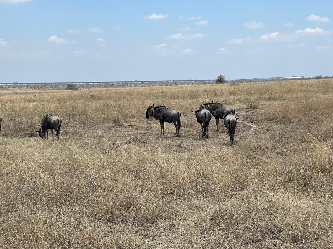 Triptick Travels-内罗毕必去景点